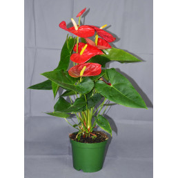 Anthurium